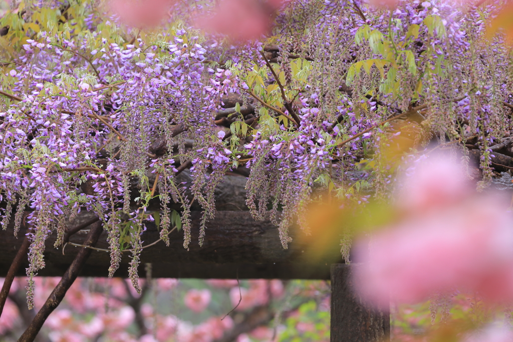 藤に見惚れる桜