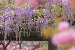 藤に見惚れる桜