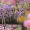 藤に見惚れる桜