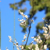 早桜