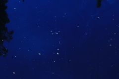水面の星