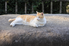 石の上にて