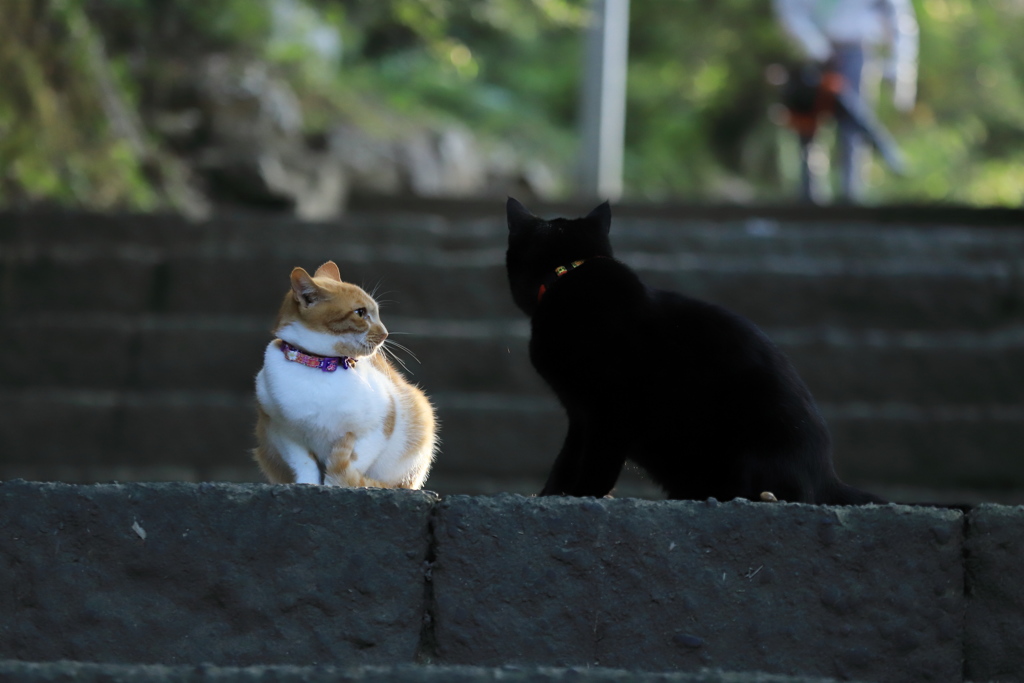 黒猫との相談