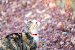 見上げる 見上げる