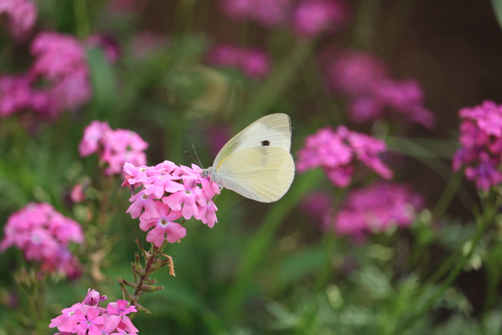 花の蜜に夢中です