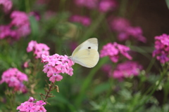 花の蜜に夢中です