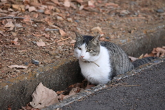 神社の参道にて