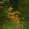幻に浮かぶ花