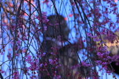 桜の向こうの祈り