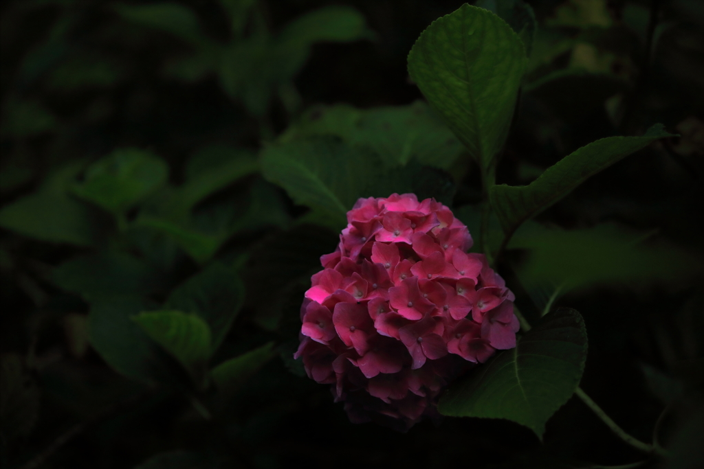 ほのかに灯る紅