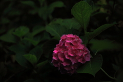 ほのかに灯る紅