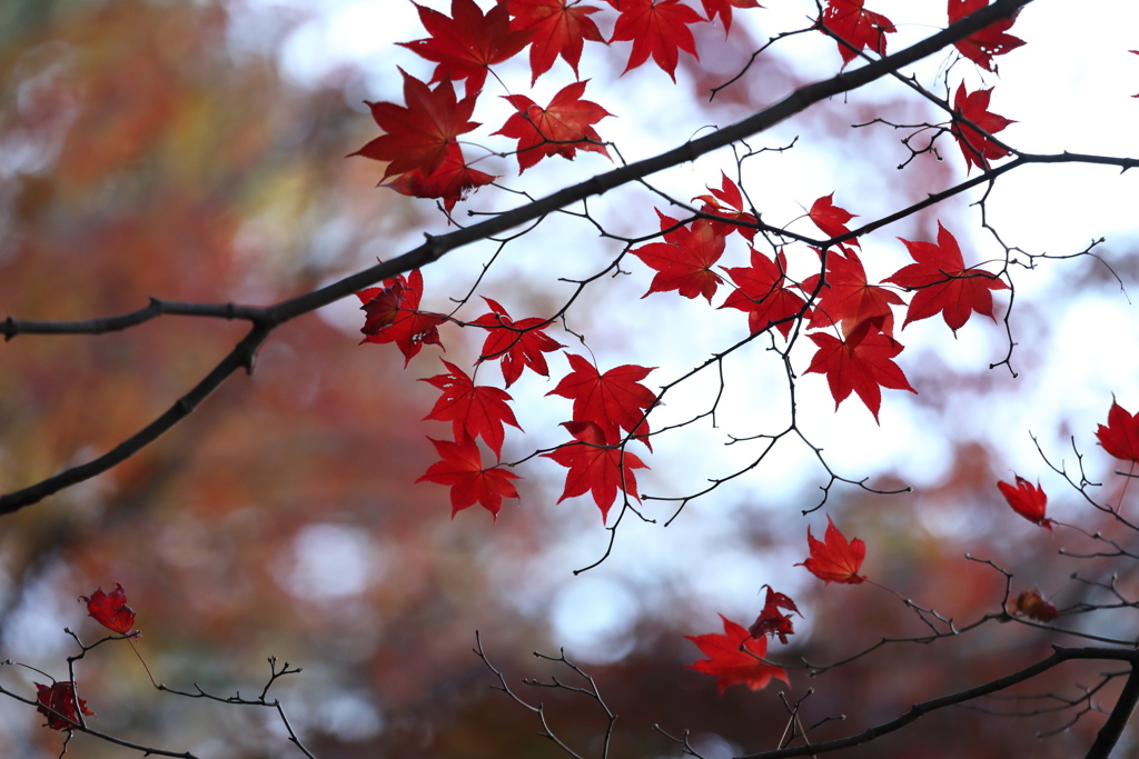 なごり紅葉