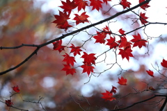 なごり紅葉