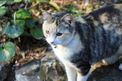 水辺にて
