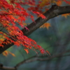 木に交わる秋の色合い