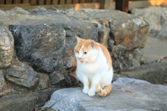 石の上にて