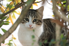 草木の陰から