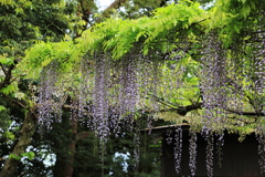 藤棚　その５