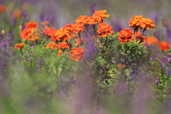 幻の中に浮かぶ花たち