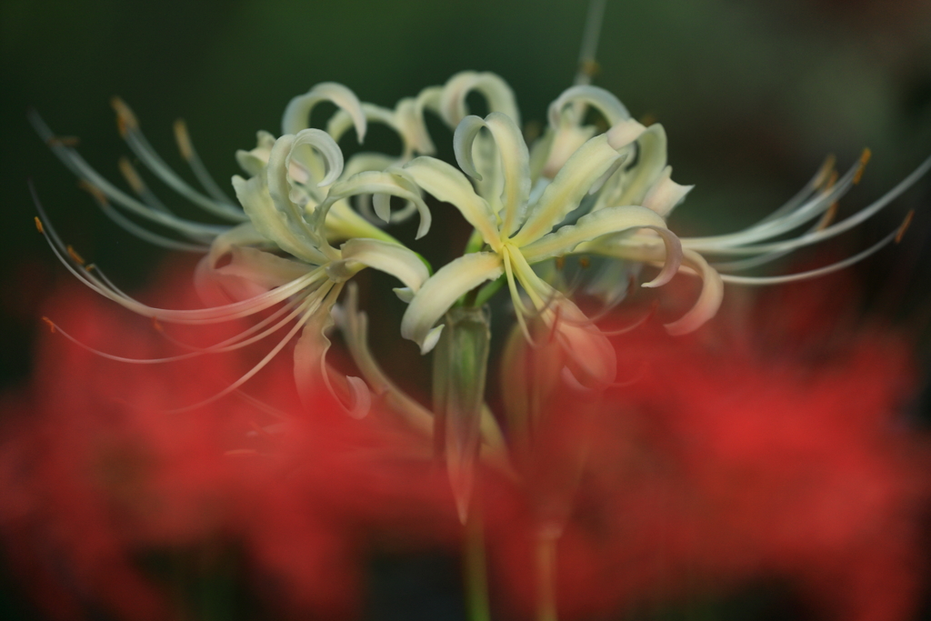 両手に花