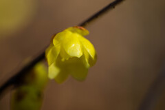 蜜の色