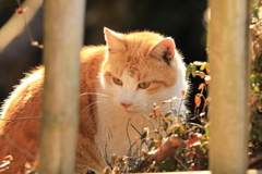 竹垣の向こうから