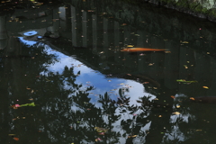 池の向こうの夏空