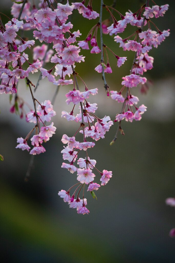 花飾り