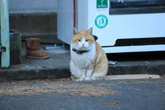自販機の前にて
