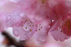 雨上がりの河津桜　２