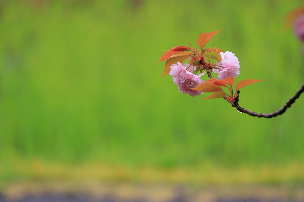新緑に浮かぶ薄紅