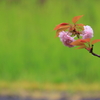 新緑に浮かぶ薄紅