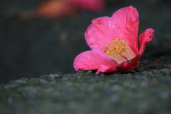 自粛の陰で 自粛の陰で
