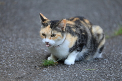 あっかんべー