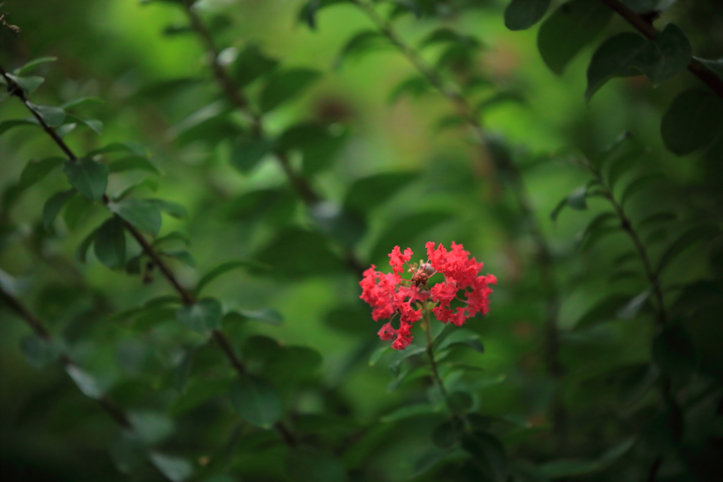 紅一点