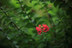 紅一点