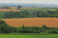 パッチワークの丘