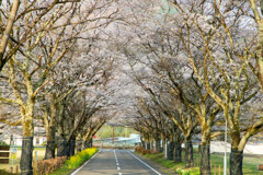 桜のトンネル