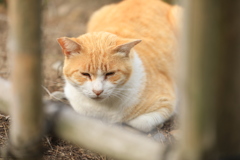 竹垣の向こうから