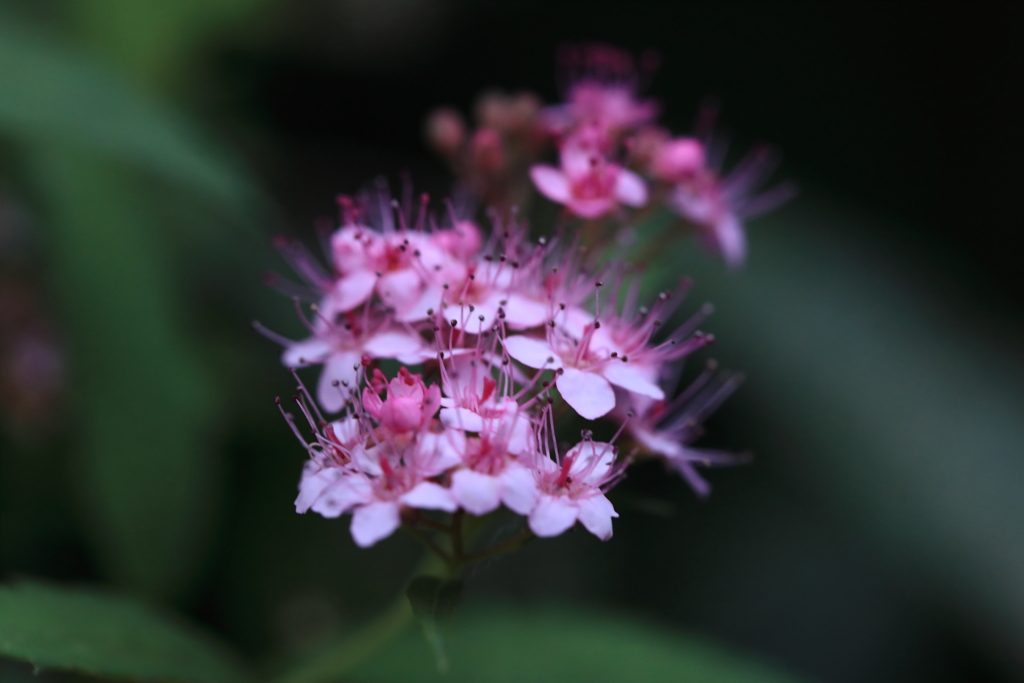 小さく華やかに