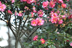 椿の花