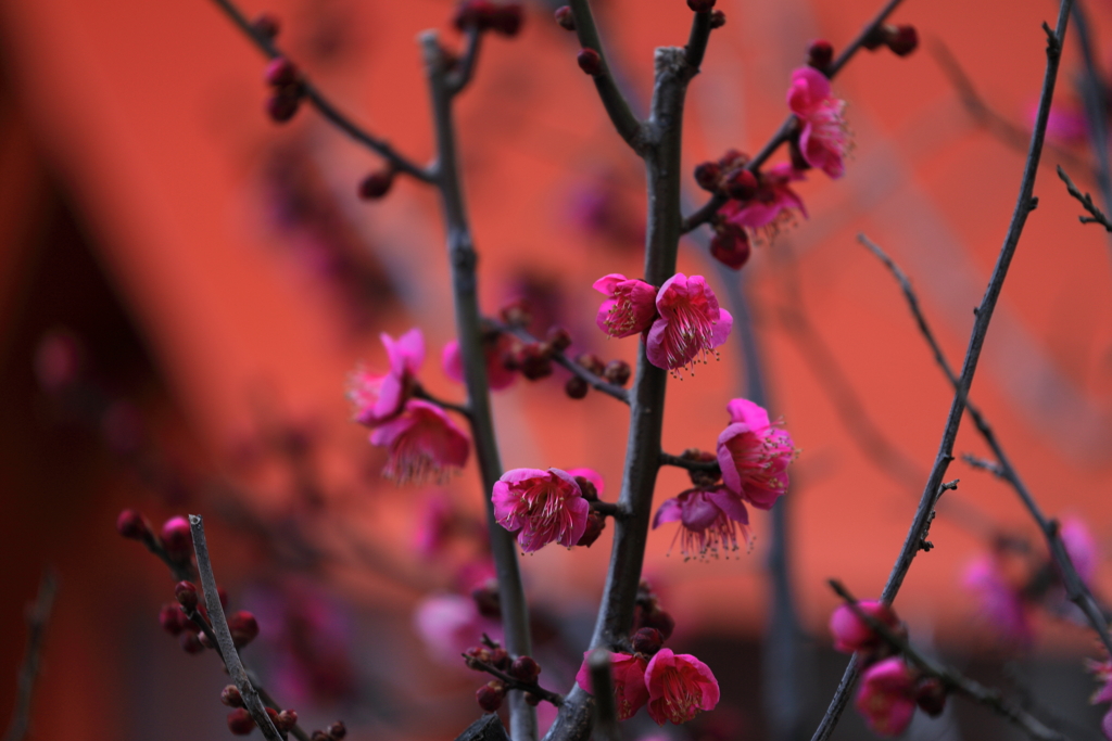 灯籠の前の紅