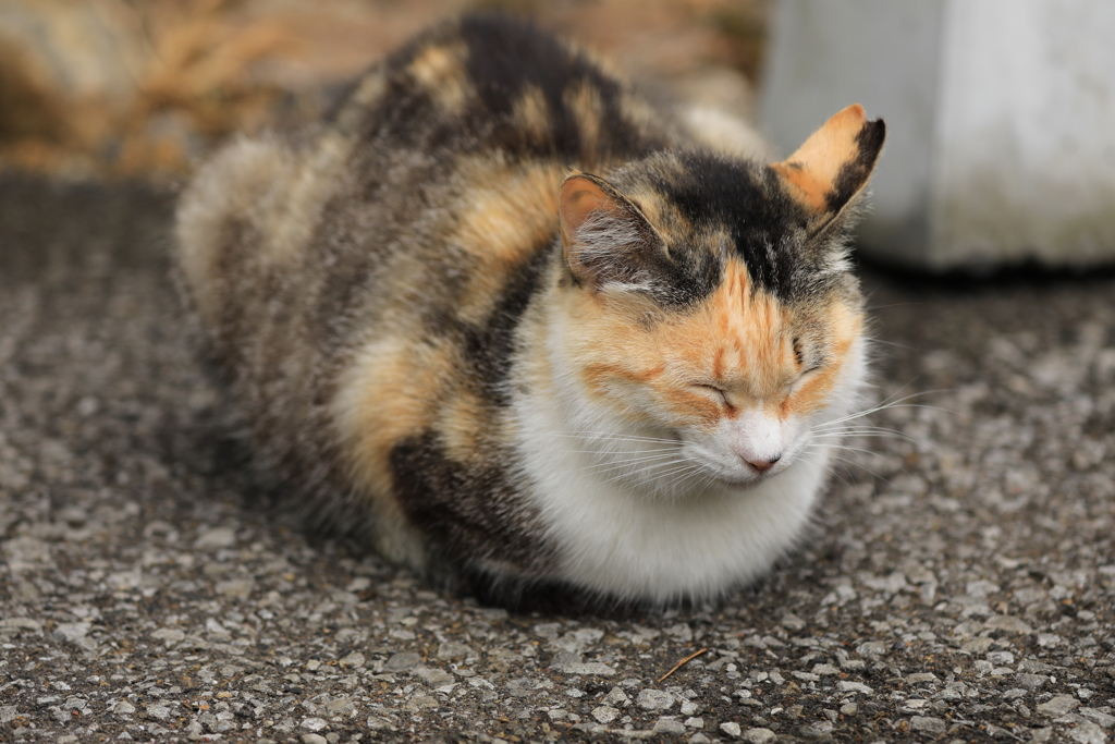 昼のまどろみ