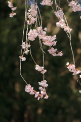 枝垂桜