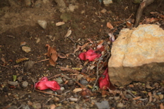 雨のあと 雨のあと