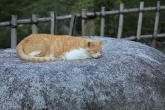 石の上にて