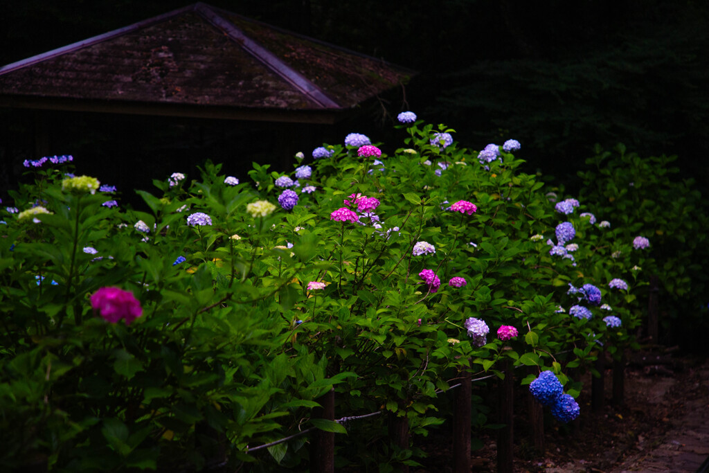 屋根の下の彩り