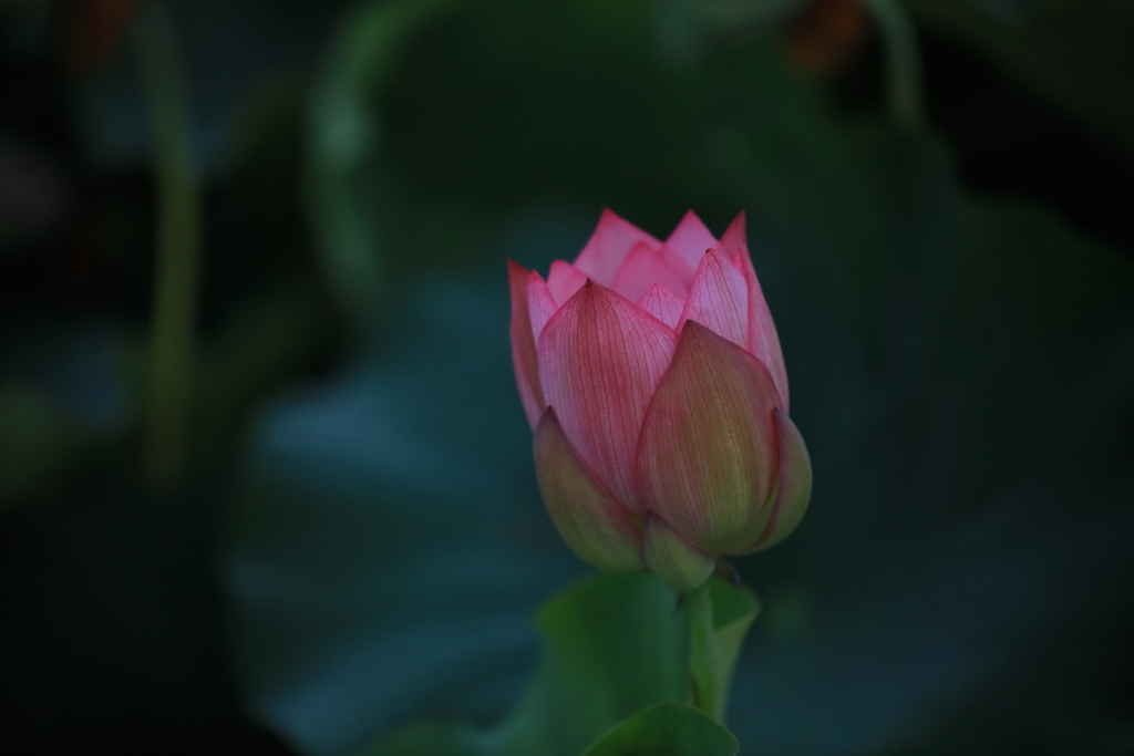 淡い灯火