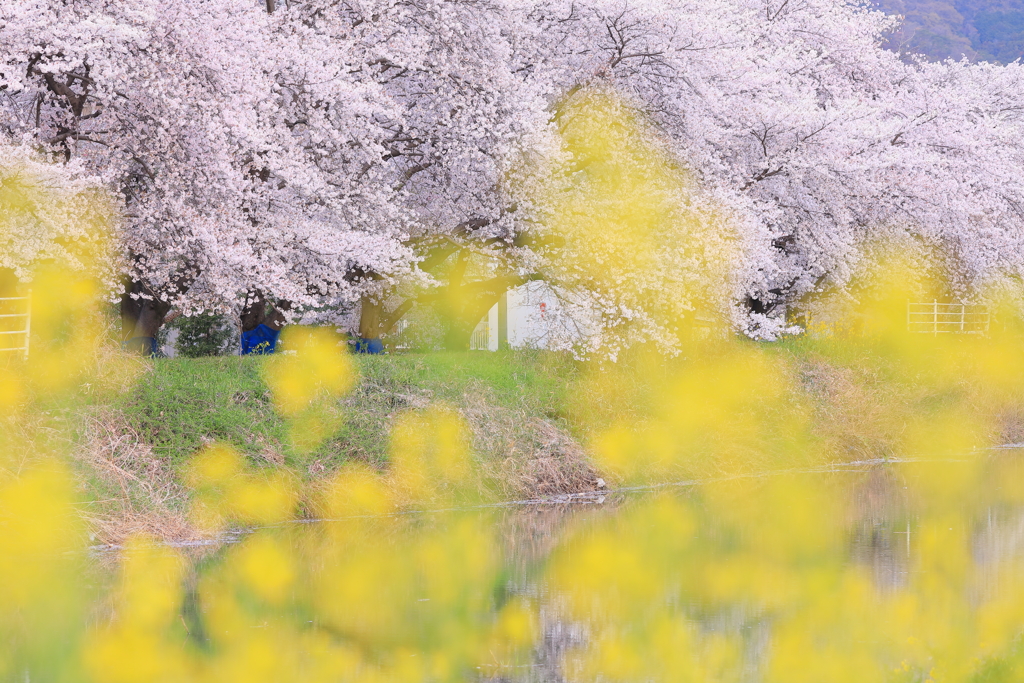 菜の花の向こうの華やぎ