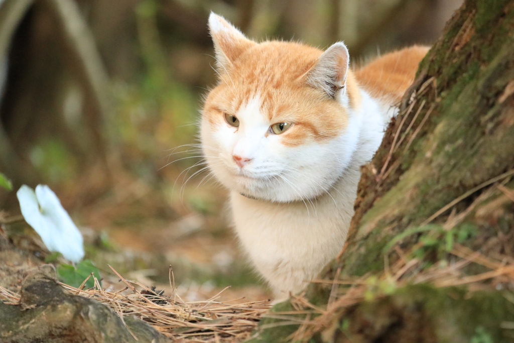 木陰から
